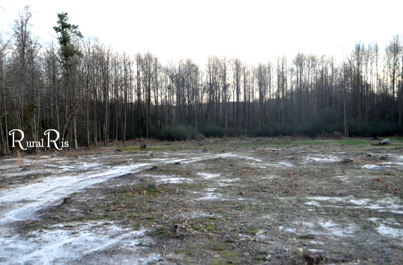 What used to be pines, is now being planted with pecan trees