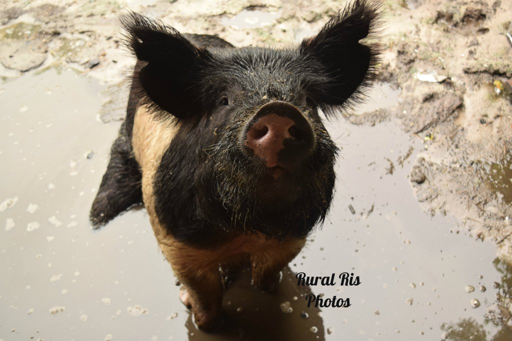 muddy pig