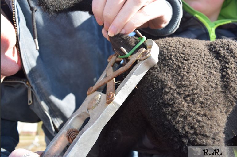 Why do we dock lamb’s tails? – Rural Ris