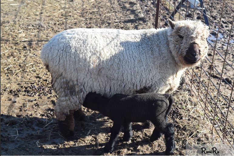 A quick drink from mom is all Grover needs