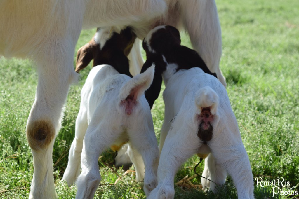 Mud Pie has a brown spot on her booty