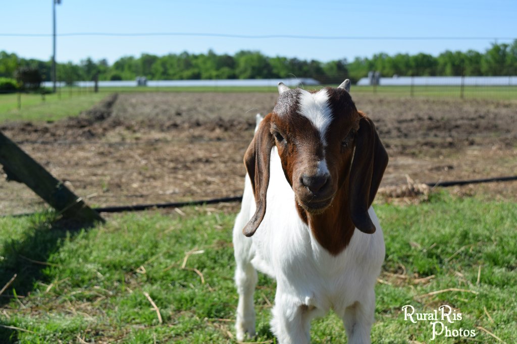 Cash man is a stud, even though Miracle is out growing him