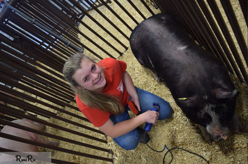 Yay for cooperative pigs!