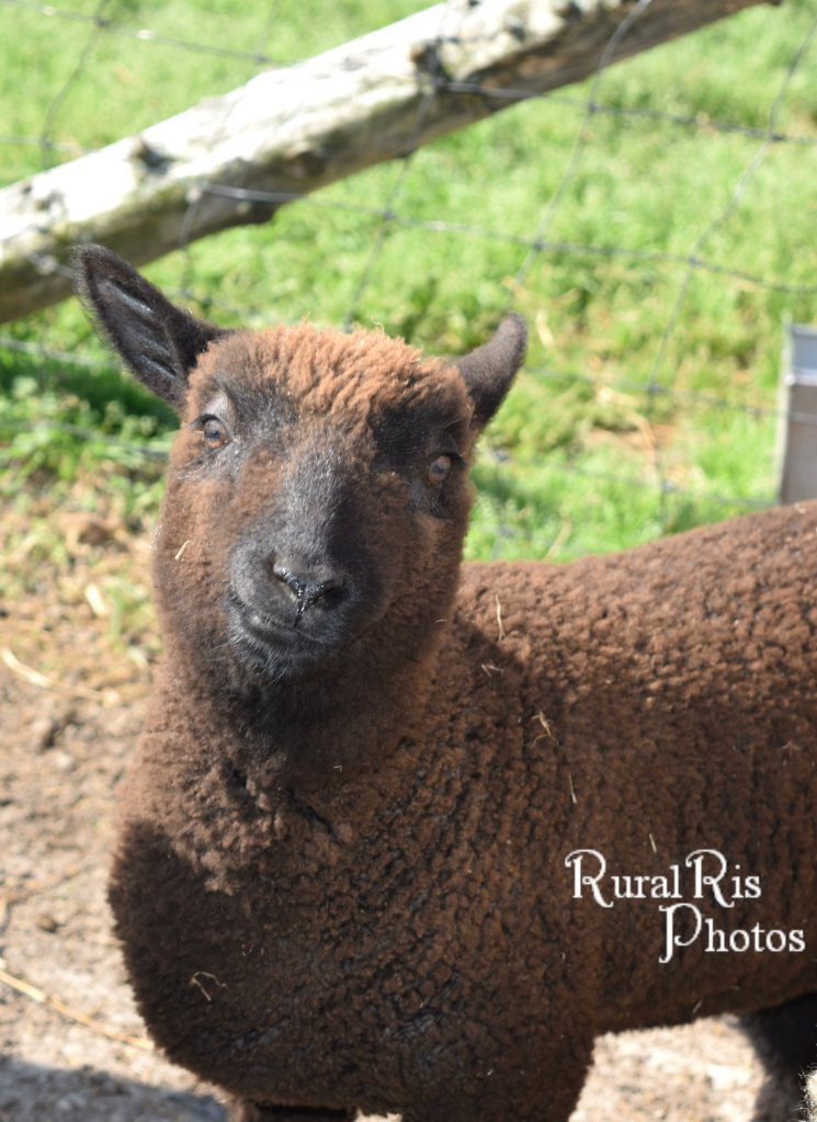 Grover has to belly crawl to nurse from mom these days. He will be weaned before too long.
