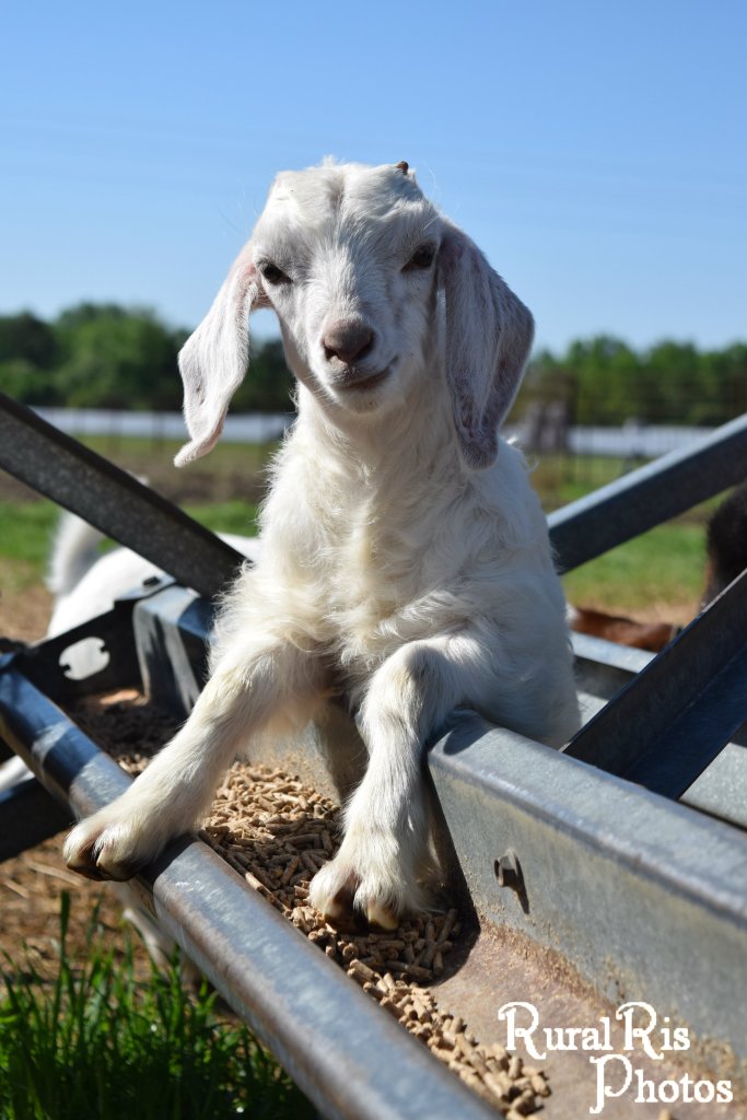 Lilly is the diva of the group. She is prissy, loves to climb, and knows she is special.