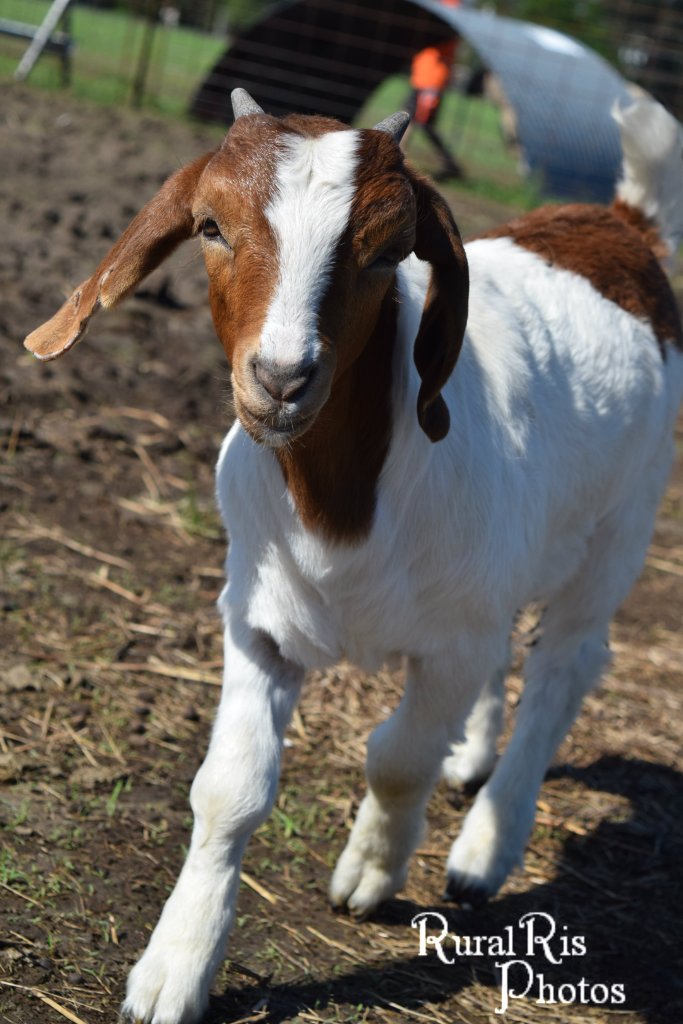 Miracle is such a big girl now