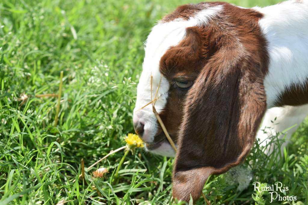 smelling flowers