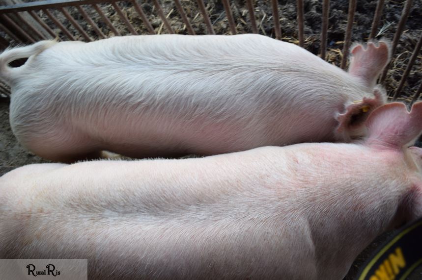 Can you see the difference clipping makes?