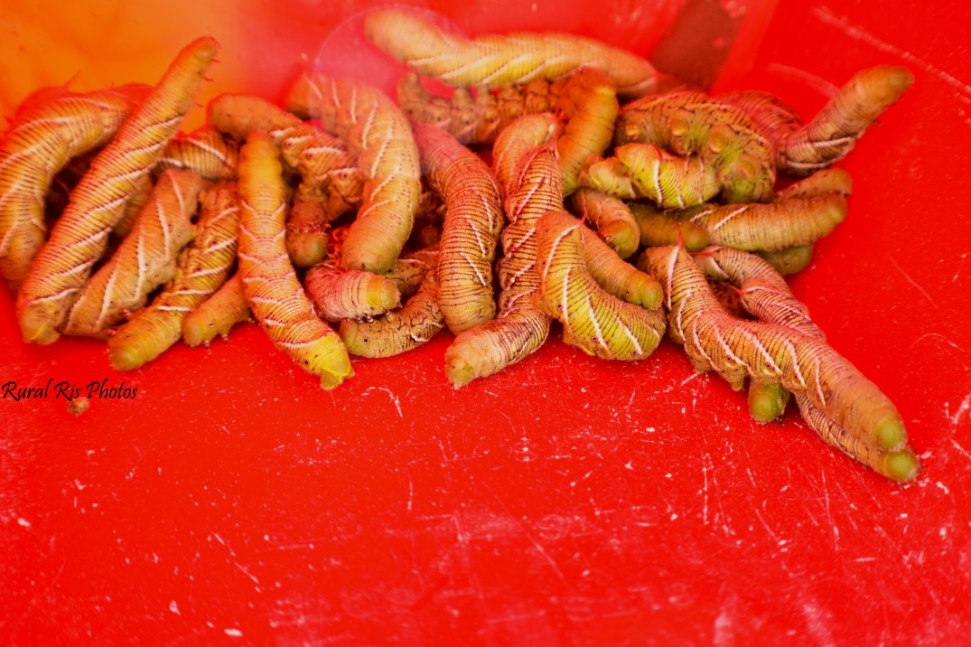 These were all of the ones I picked off of our plants