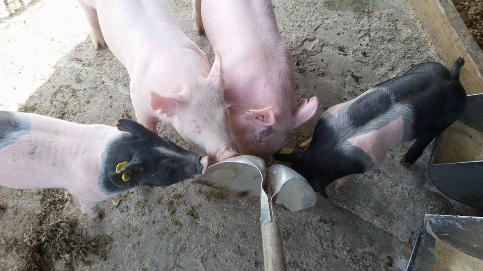 11224275_471581049683415_3434703858284420602_n